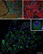 Connexin 43 Antibody in Immunohistochemistry (IHC)