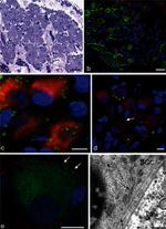Connexin 43 Antibody in Immunohistochemistry (IHC)
