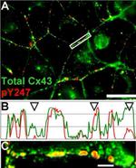 Connexin 43 Antibody in Immunocytochemistry (ICC/IF)