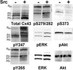 Connexin 43 Antibody in Western Blot (WB)