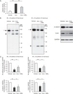 Connexin 43 Antibody in Western Blot (WB)