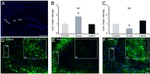 Connexin 43 Antibody in Immunohistochemistry (IHC)