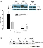 Connexin 43 Antibody in Western Blot (WB)