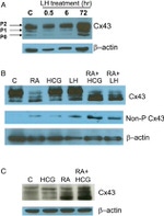 Connexin 43 Antibody in Western Blot (WB)