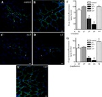Connexin 43 Antibody in Immunohistochemistry (IHC)