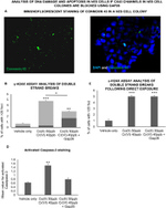 Connexin 43 Antibody in Immunocytochemistry (ICC/IF)