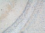GLRA2 Antibody in Immunohistochemistry (Paraffin) (IHC (P))