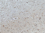 TAC1 Antibody in Immunohistochemistry (Paraffin) (IHC (P))