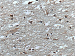 TAC1 Antibody in Immunohistochemistry (Paraffin) (IHC (P))