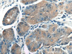 TAC1 Antibody in Immunohistochemistry (Paraffin) (IHC (P))