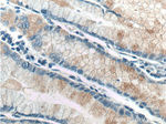 TAC1 Antibody in Immunohistochemistry (Paraffin) (IHC (P))