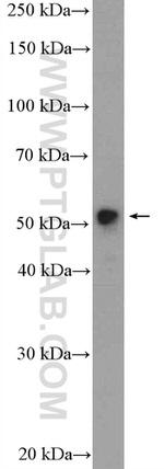 MOF Antibody in Western Blot (WB)