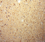 LRRC4C Antibody in Immunohistochemistry (Paraffin) (IHC (P))
