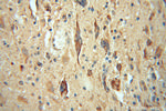 LRRC4C Antibody in Immunohistochemistry (Paraffin) (IHC (P))