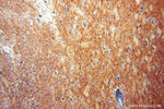NCAM2 Antibody in Immunohistochemistry (Paraffin) (IHC (P))