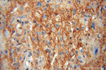 NCAM2 Antibody in Immunohistochemistry (Paraffin) (IHC (P))