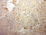 DNAJC4 Antibody in Immunohistochemistry (Paraffin) (IHC (P))