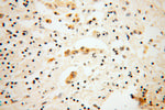 DNAJC4 Antibody in Immunohistochemistry (Paraffin) (IHC (P))
