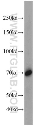 SORBS1 Antibody in Western Blot (WB)