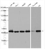 TIMM44 Antibody in Western Blot (WB)