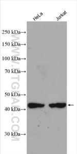 TIMM44 Antibody in Western Blot (WB)