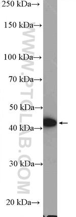 TIMM44 Antibody in Western Blot (WB)