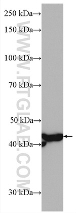 TIMM44 Antibody in Western Blot (WB)