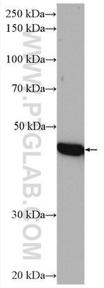 TIMM44 Antibody in Western Blot (WB)
