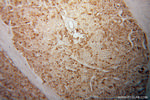 CCPG1 Antibody in Immunohistochemistry (Paraffin) (IHC (P))