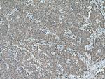 CCPG1 Antibody in Immunohistochemistry (Paraffin) (IHC (P))