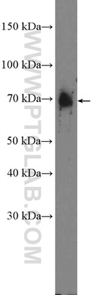 Frizzled 9 Antibody in Western Blot (WB)