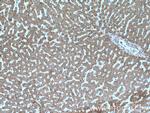 VPS41 Antibody in Immunohistochemistry (Paraffin) (IHC (P))