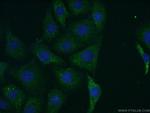 DGKH Antibody in Immunocytochemistry (ICC/IF)
