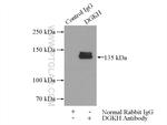 DGKH Antibody in Immunoprecipitation (IP)