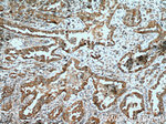 PKC iota Antibody in Immunohistochemistry (Paraffin) (IHC (P))