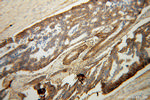 NKCC1 Antibody in Immunohistochemistry (Paraffin) (IHC (P))