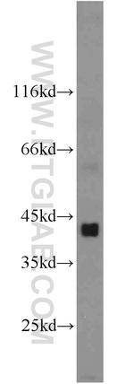 DHH Antibody in Western Blot (WB)