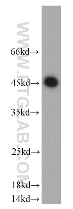 DHH Antibody in Western Blot (WB)