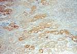 STARD8 Antibody in Immunohistochemistry (Paraffin) (IHC (P))