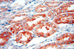 STARD8 Antibody in Immunohistochemistry (Paraffin) (IHC (P))