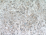 STARD8 Antibody in Immunohistochemistry (Paraffin) (IHC (P))