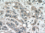 STARD8 Antibody in Immunohistochemistry (Paraffin) (IHC (P))