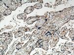 STARD8 Antibody in Immunohistochemistry (Paraffin) (IHC (P))
