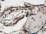 STARD8 Antibody in Immunohistochemistry (Paraffin) (IHC (P))