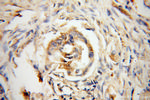 DHDH Antibody in Immunohistochemistry (Paraffin) (IHC (P))