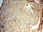 HPS5 Antibody in Immunohistochemistry (Paraffin) (IHC (P))