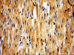HPS5 Antibody in Immunohistochemistry (Paraffin) (IHC (P))