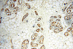 HPS5 Antibody in Immunohistochemistry (Paraffin) (IHC (P))