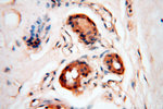 HPS5 Antibody in Immunohistochemistry (Paraffin) (IHC (P))