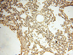HPS5 Antibody in Immunohistochemistry (Paraffin) (IHC (P))